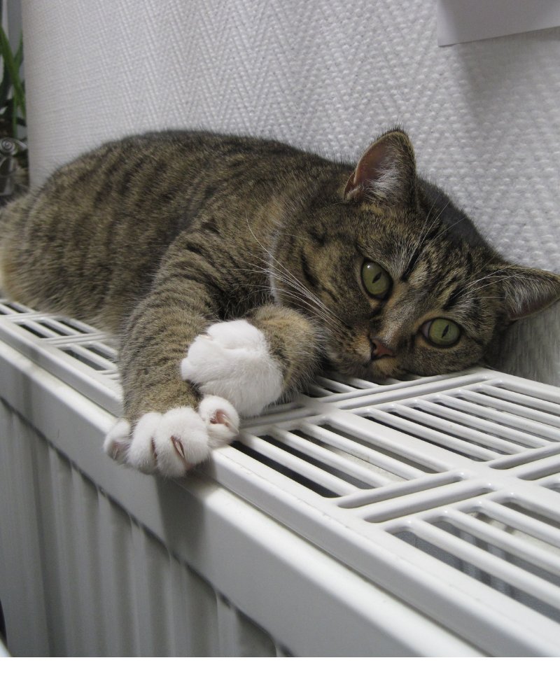 Cat resting on a warm radiator — central heating that works